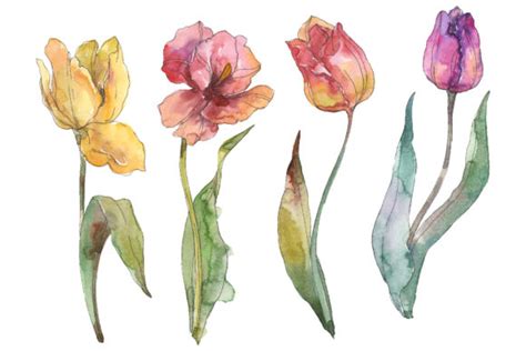 Assorted Tulip Bouquet Watercolor Graphic by MyStocks · Creative Fabrica