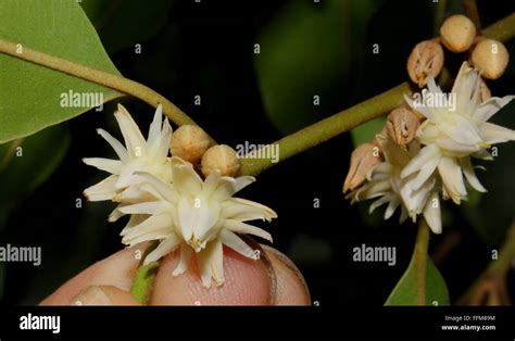 Mahua Flower