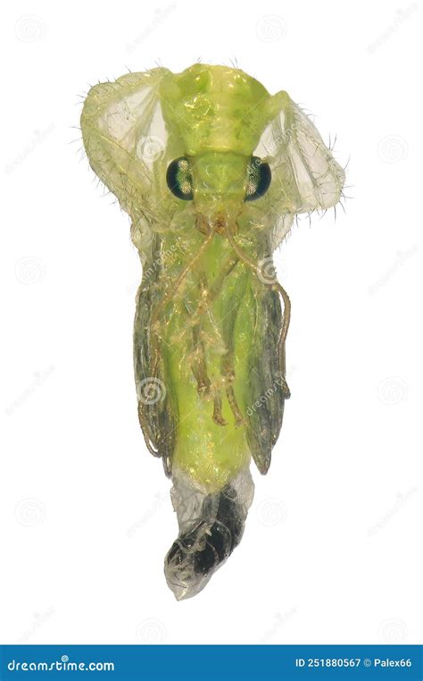 Green Lacewing. Pupa stock image. Image of natural, enemy - 251880567