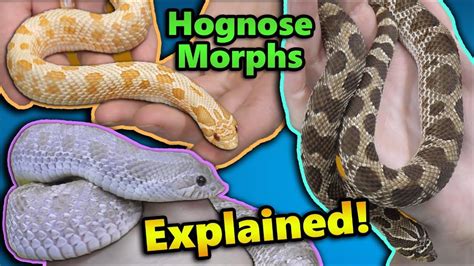 All About Hognose Snake Morphs! - YouTube