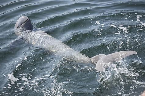 Indus River Dolphin Endangered Species