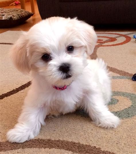 Malshi puppy(maltese/shih tzu mix) 7 weeks | Puppy haircut, Maltese ...