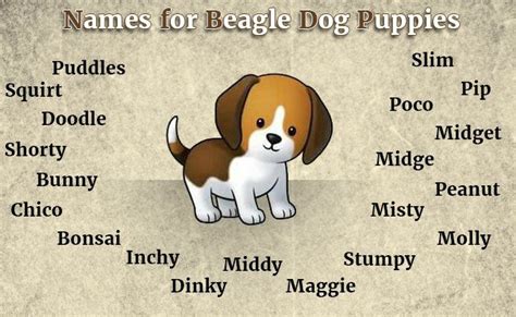 Beagle Puppy - Temperament, Care & Grooming Tips - Petmoo