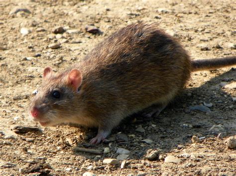 World Rat/Muskrats Day is April 4th - Procyon Wildlife