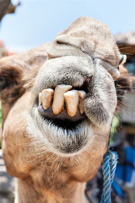 Closeup of Camel Tooth and Mouth of the Face Stock Image - Image of ...