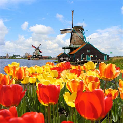 Tulips Amsterdam. - The Netherlands Photo (40071859) - Fanpop