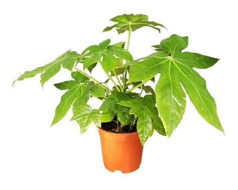 How to grow Fatsia Japonica