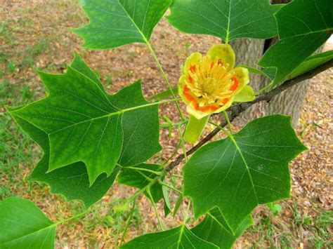 American Tulip Tree (Liriodendron tulipifera) - National Museum of ...