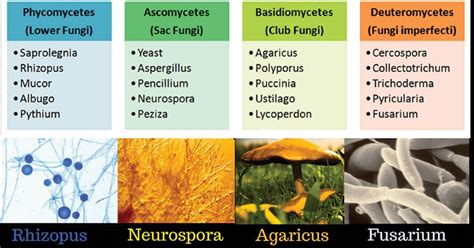 Classification of Fungi