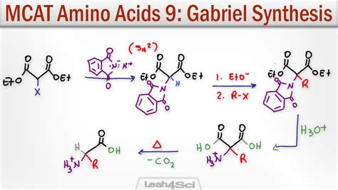 Gabriel Malonic Ester Synthesis of Alpha Amino Acids