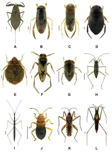 Water Bug Identification at Vanessa Felice blog