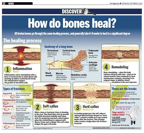 Fracture Healing Timeline