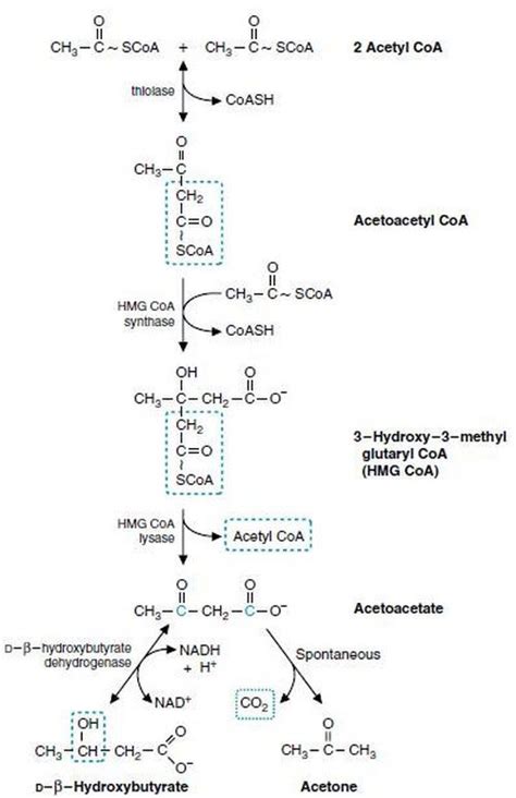 Ketogenesis: Metabolism of Ketone Bodies and Question for GPAT, GATE ...