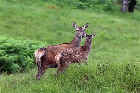 Red Deer - Facts, Diet, Habitat & Pictures on Animalia.bio