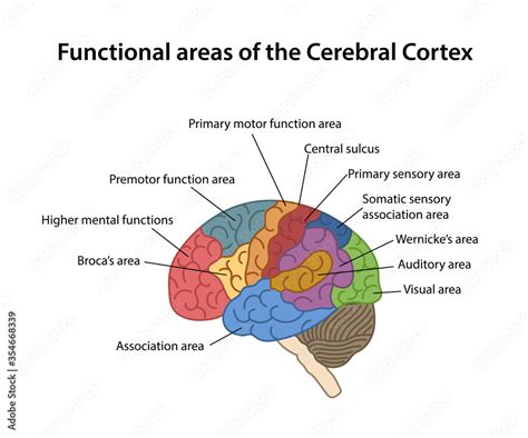 Vettoriale Stock Functional areas of the Cerebral Cortex with labeled ...