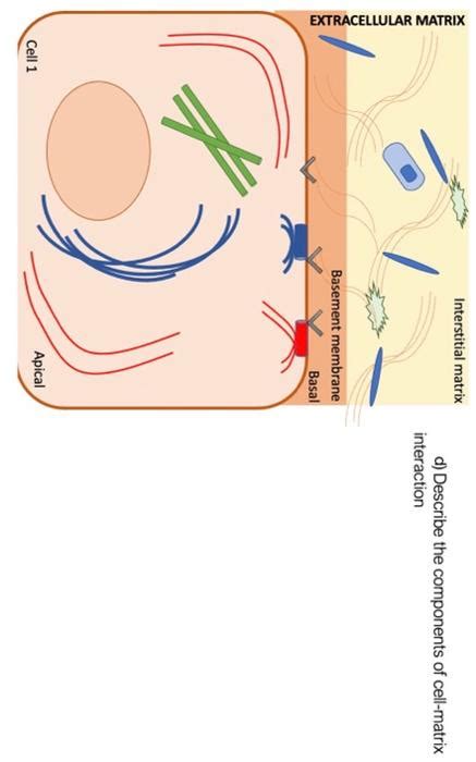 Solved 1. a) List the 3 major cytoskeleton types, their | Chegg.com