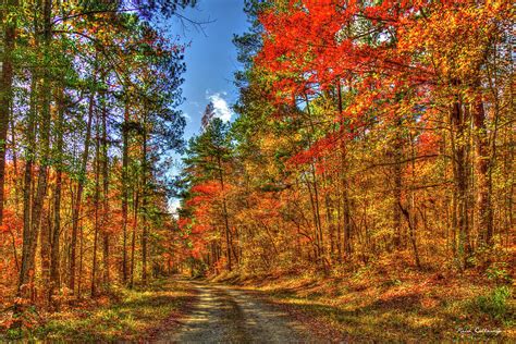 Color Me Autumn Chattahoochee Oconee National Forest Fall Leaf ...