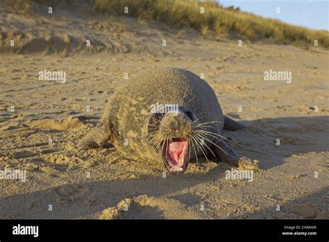 Grey Seal Halichoerus grypus adult female aggressive open mouth posture ...