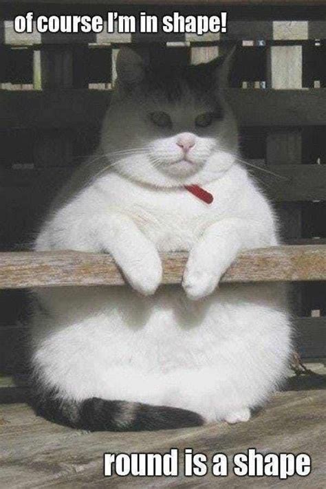 27 Cute Cats That Are Perfectly Round Memes Humor, Funny Animal Memes ...