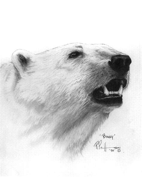 Scent in the Air Polar Bear Drawing by Bob Patterson - Fine Art America