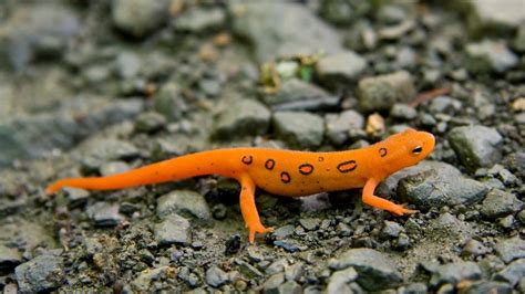 How Do Salamanders Breathe? – Acuario Pets