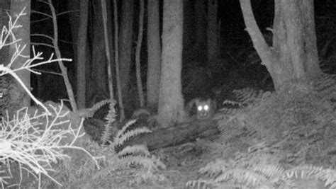 Why Animals Eyes Glow at Night & Stalked by a Cougar Story – The ...