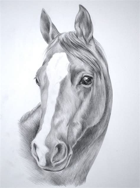 Horse Drawing Realistic at PaintingValley.com | Explore collection of ...