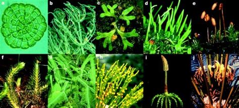 Top 4 what organelle does photosynthesis occur in 2022