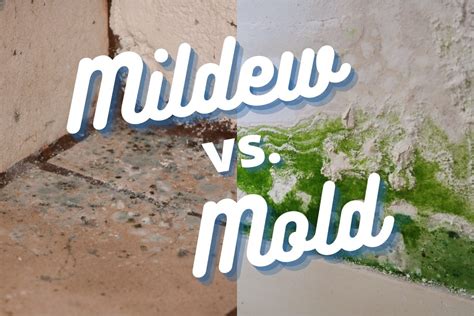 Mildew vs. Mold: 6 Key Differences & What To Do About It