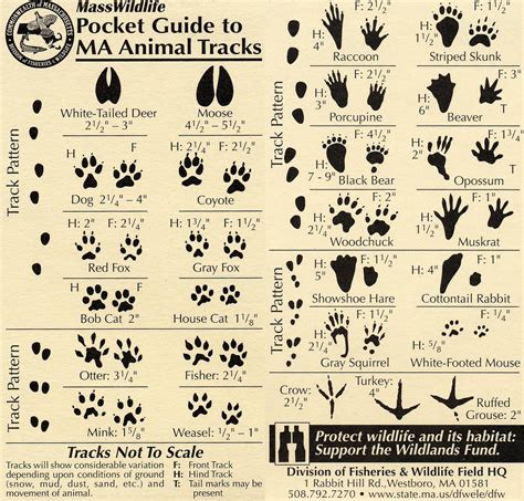 Printable Animal Tracks Guide