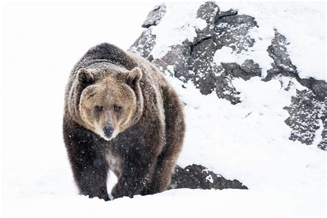 Grizzly Bear Approaching In Snow Photograph by Wanderluster - Fine Art ...