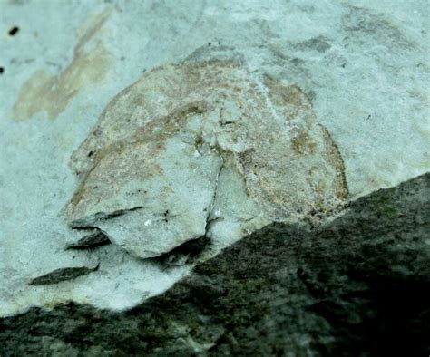 Rare Oeselaspis Jawless Fish Fossil