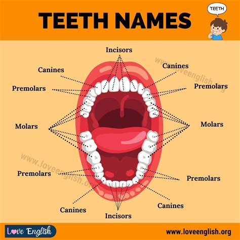 Teeth Names: 4 Different Types of Human Teeth and their Functions ...