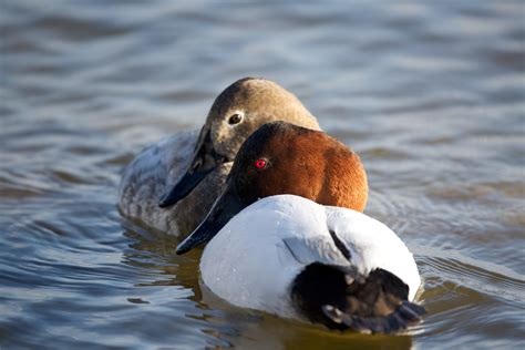 Canvasback | Audubon Field Guide