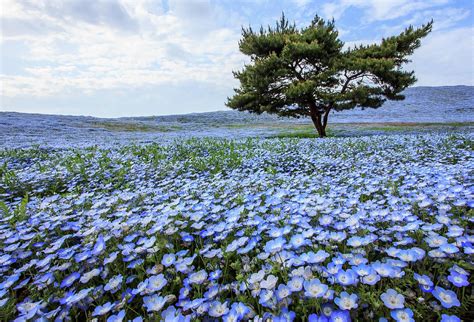 Baby Blue Eyes Flower Field Photograph by Vichai Phububphapan - Pixels