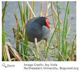 common moorhen - Gallinula chloropus - NatureWorks