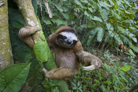 Why Are Sloths So Slow? - The Sloth Conservation Foundation