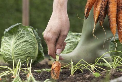 Organic Vegetable Gardening For Beginners - 7 Tips