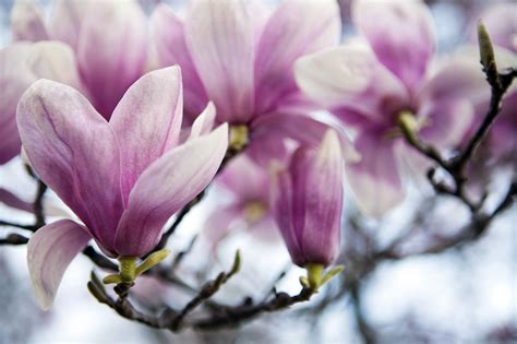 Magnolia x Soulangeana - a cross between a Magnolia denudata and ...