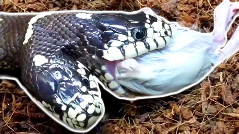 TWO HEAD SNAKE EATS AND BIG PYTHON STEALS A RAT!!! | BRIAN BARCZYK ...