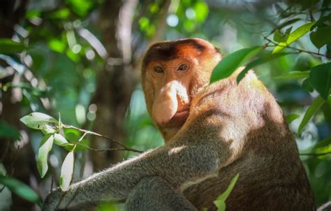 Borneo Wildlife Tour to the Bako National Park | Paradesa Borneo