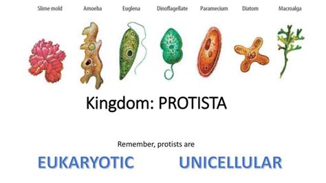 Protists Examples With Names