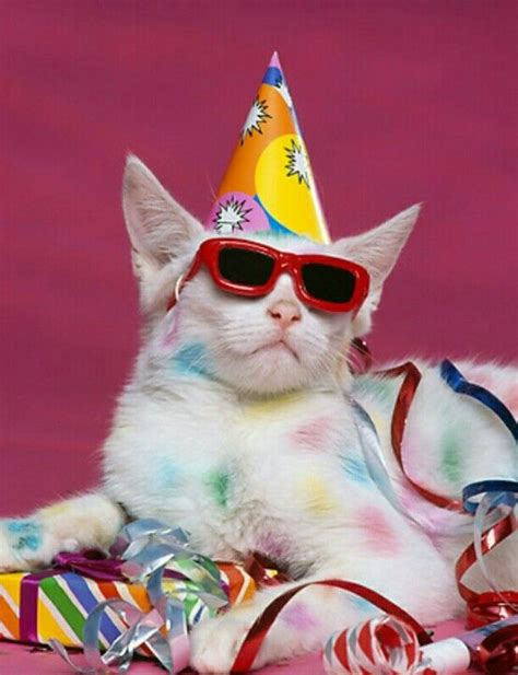 Party cat | Cat birthday, Cat birthday memes, Kittens cutest