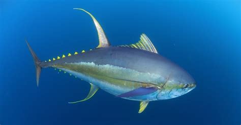 What is the hawaiian name for yellow fin tuna ahi | The Fact Base