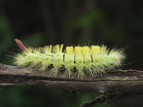 British Caterpillars | Wildlife Insight