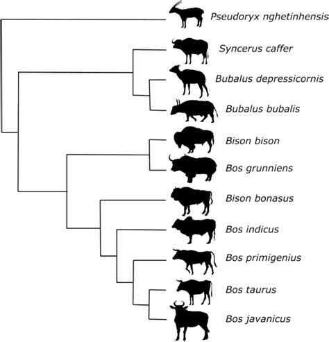 Molecular phylogeny of bovids. The phylogenetic relationships of 11 ...