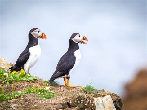 Newfoundland Puffins - Front Porch Lifestyle