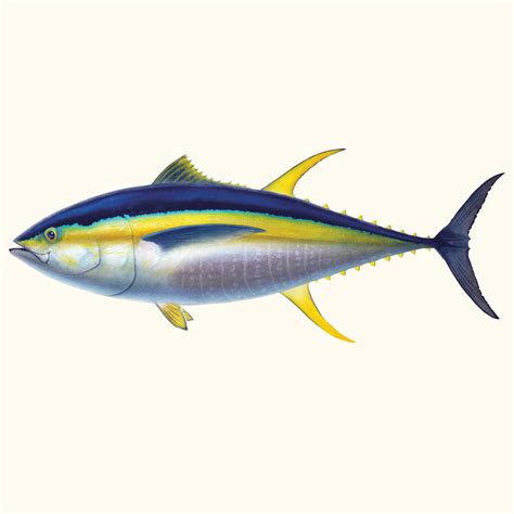 Yellowfin Tuna - Alpha Predator - Anglers Journal - A Fishing Life