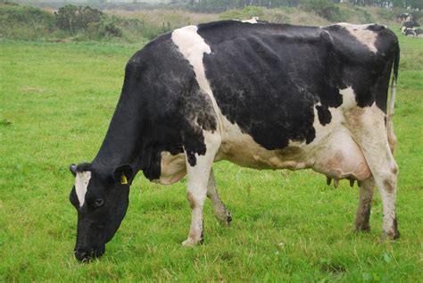 Breed Spotlight: Holstein Cow | Livestock Nerd