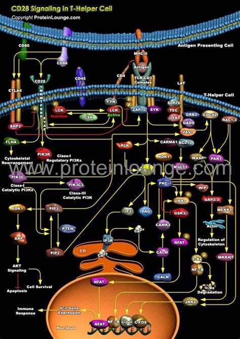 Biological Databases and Tools - CD28 Signaling in T-Helper Cell ...